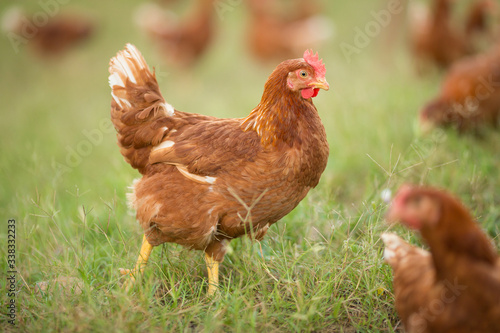 Chickens walk on the grass in the morning.