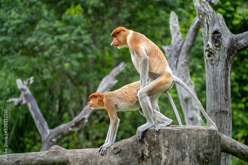 Fototapeta Naklejka Na Ścianę i Meble -  Pair of wild Proboscis monkeys makes love in the rainforest of island Borneo, Malaysia