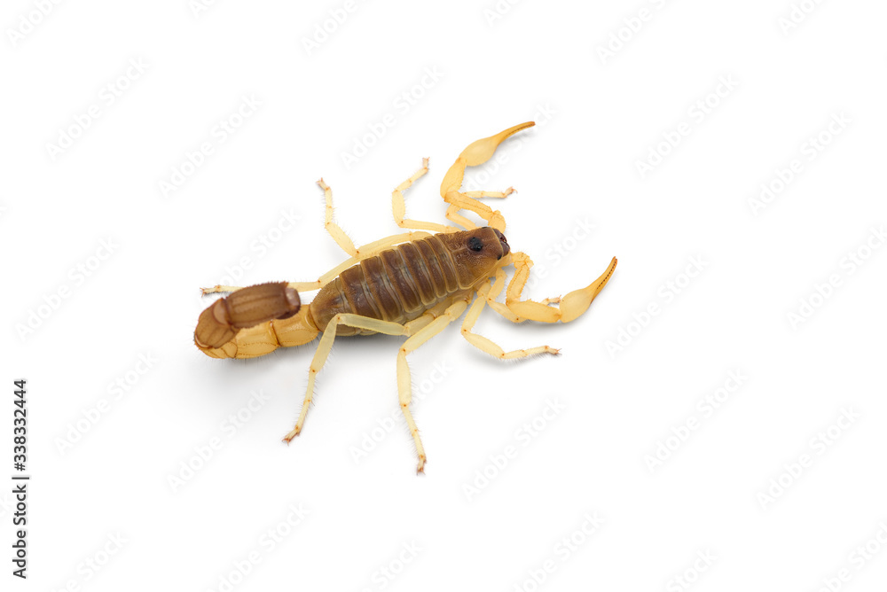 African venom Scorpion isolated on white background African venom Scorpion isolated on white background