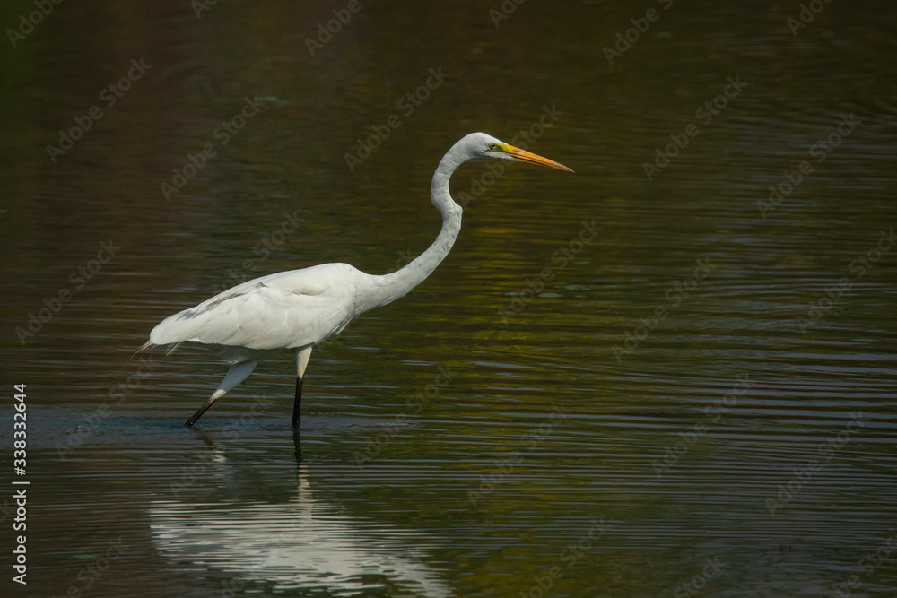 Image of Eastern Great Egret (Ardea alba) in the swamp on nature background. Bird. Animals. Image of Eastern Great Egret (Ardea alba) in the swamp on nature background. Bird. Animals.