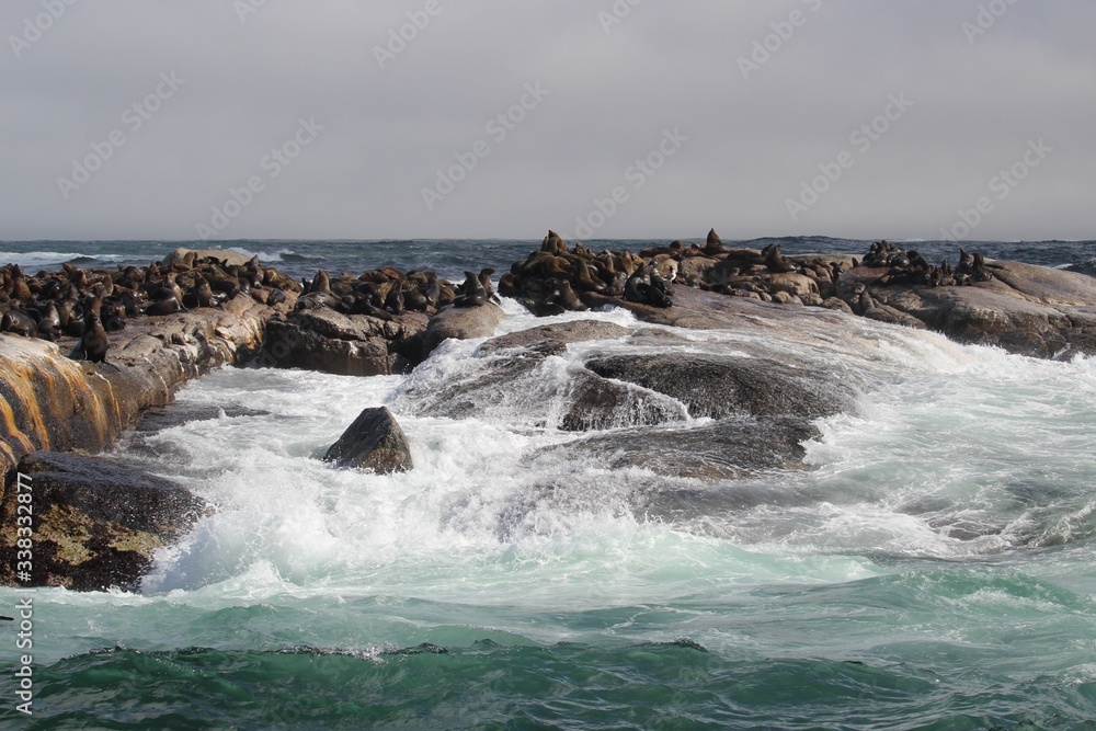 Waves crashing on rocks with sealions