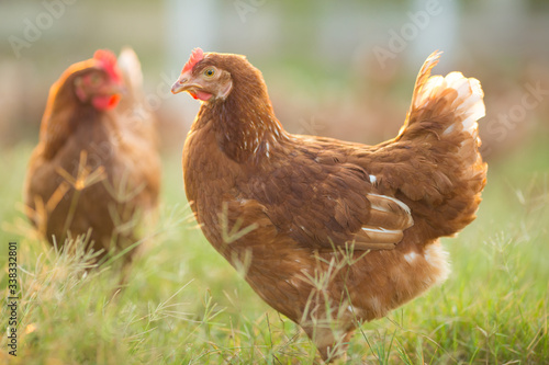 Chickens walk on the grass in the morning.