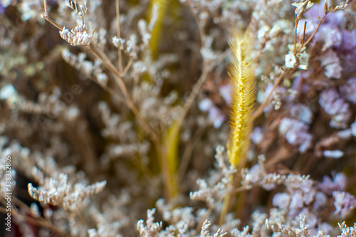 Konstfotografi Selected focus of dry flowers with blur of background