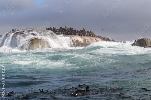 Waves crashing on rocks with sealions