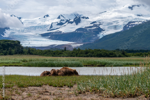 Coastal Brown Bear (Ursus arctos) family in a meadow by a river in hallo Bay, Katmai, NP.