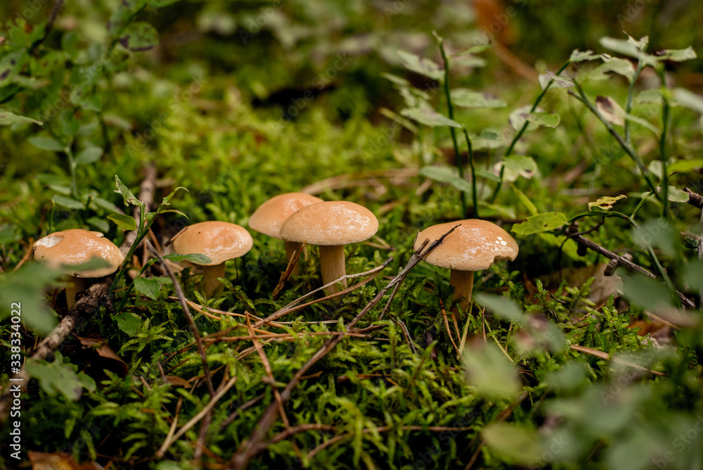 Suillus bovinus, mushroom or bovine bolete, edible wild mushroom. Variegatus, vegan food, Europe, Poland. Suillus bovinus, mushroom or bovine bolete, edible wild mushroom. Variegatus, vegan food, Europe, Poland.