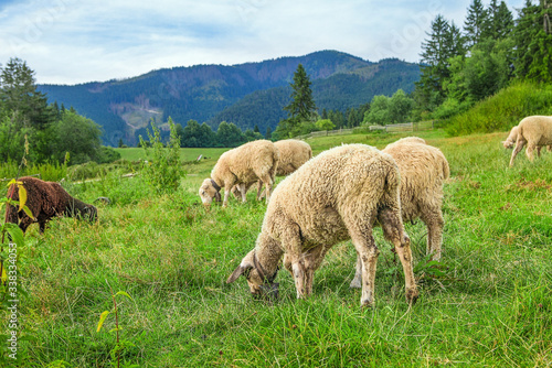 Sheeps on cattle range near european alpine mountains. Jumbucks eating grass near forest. photo