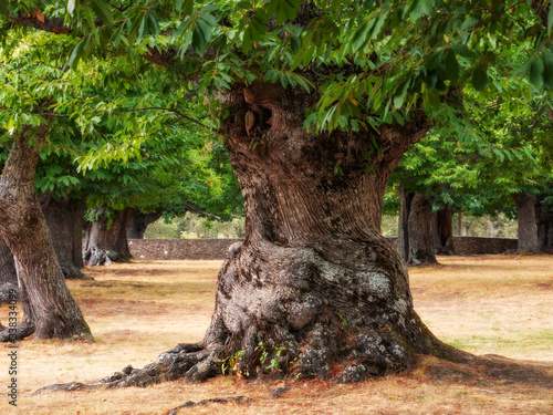 Bilde på lerret Thousand year-old big sweet chestnut tree with a very thick trunk