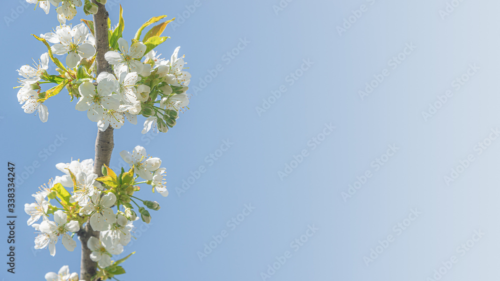 Banner with beautiful and colorful cherry blossom at Spring day in tropical garden with copy space for text and blue gradient background, closeup, details