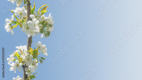 Banner with beautiful and colorful cherry blossom at Spring day in tropical garden with copy space for text and blue gradient background, closeup, details