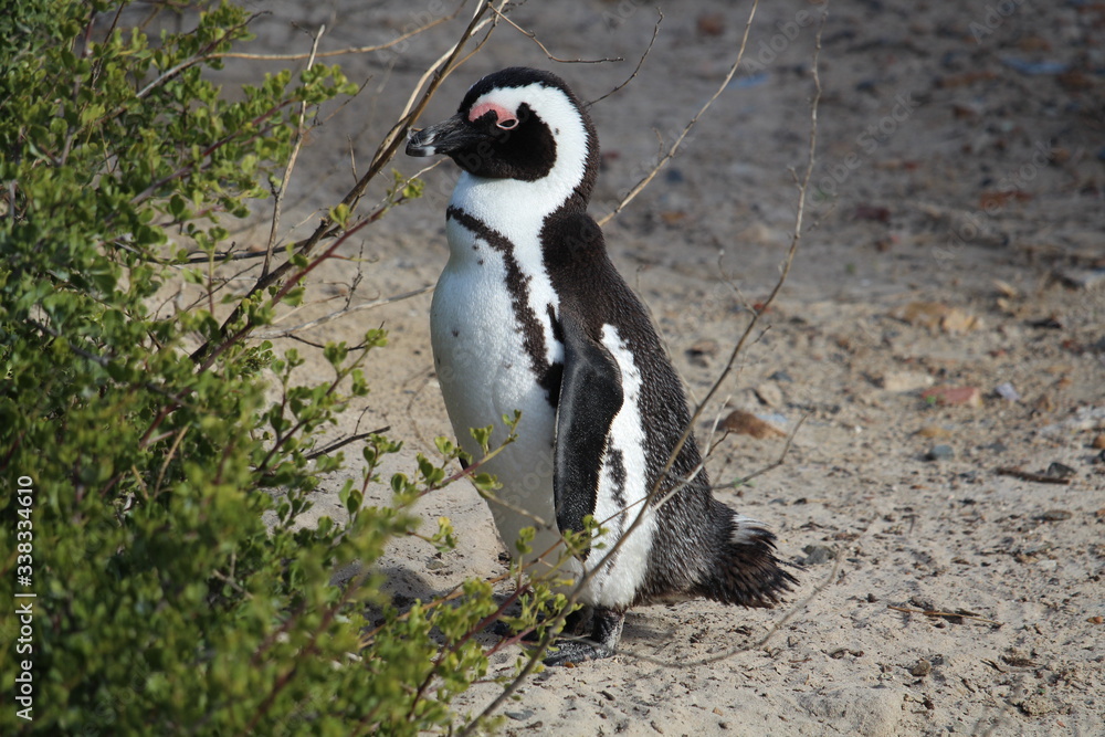Fototapeta premium Penguin on the beach South Africa