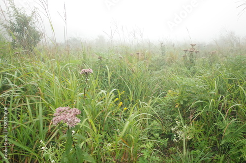 High mountain where alpine plants are in bloom