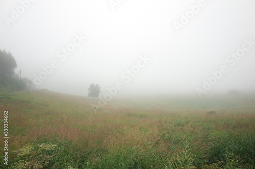 The tree in the fog