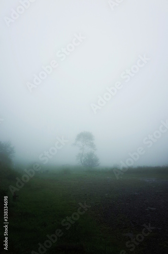 The tree in the fog © okomotatawi