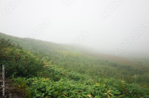 High mountain where alpine plants are in bloom