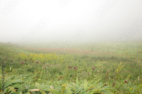 High mountain where alpine plants are in bloom