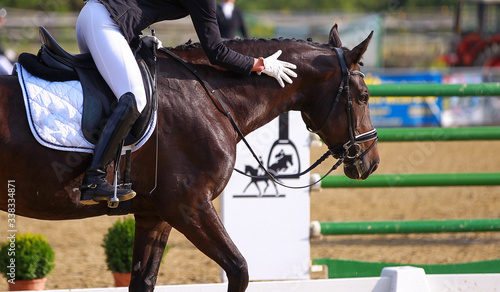 Dressage horse is praised by his rider after a successful test!.