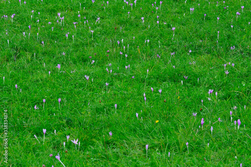 Herbstzeitlose oder Herbst-Zeitlose (Colchicum autumnale) photo