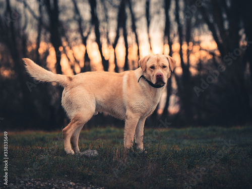 A young white brown labrador looking back hos owner at sunset.