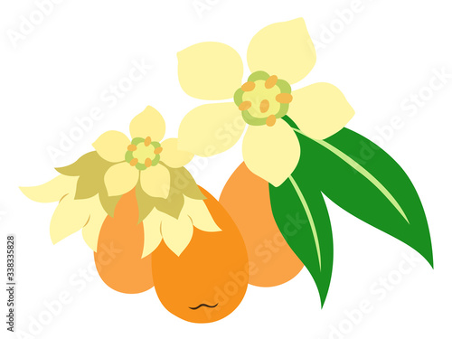 ビワの実と花