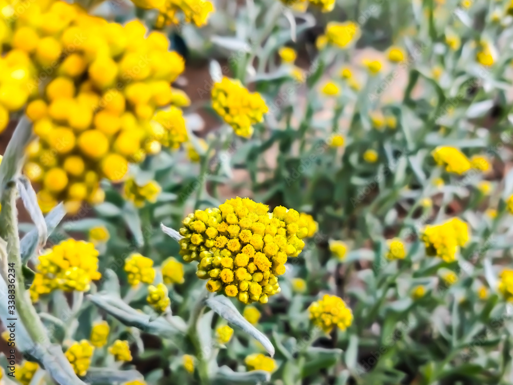 春の野原の黄色い花stock Photo Adobe Stock 春の野原の黄色い花stock Photo Adobe Stock