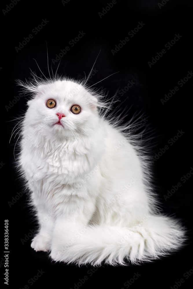 white kitten scottish cat on a black background
