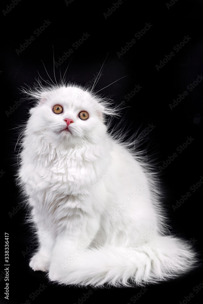 white kitten scottish cat on a black background white kitten scottish cat on a black background