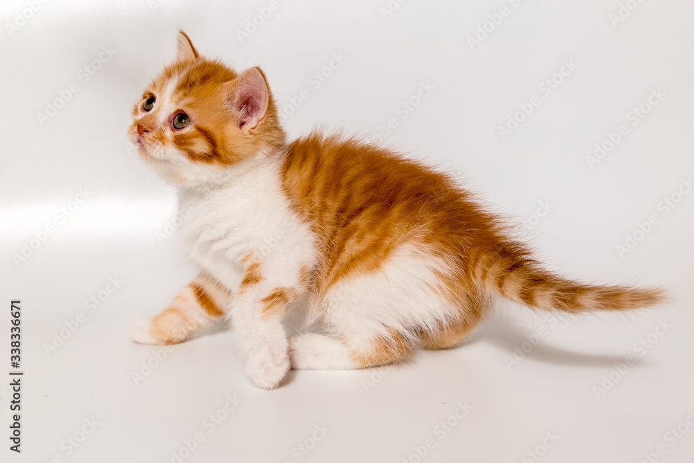 ginger kitten scottish cat on a white background