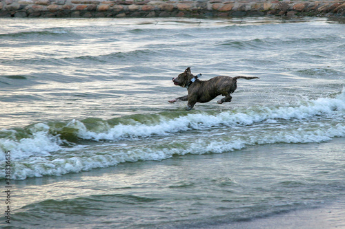 Dog bulldog runs in the sea waves. Brown skin. Motion blur. Horizontal.