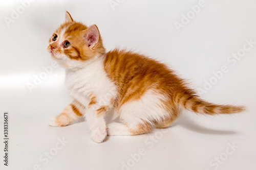 ginger kitten scottish cat on a white background © Alexandr