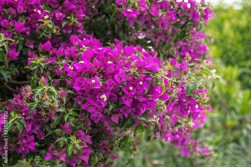 View of beautiful blooming bougainvillea bush branches with purple flowers, growing in the garden. 
