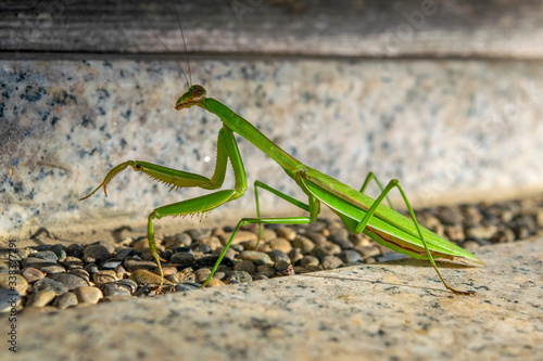 A closeup from a praying mantis just outside a temple complex in Kyoto Japan. © Wietse
