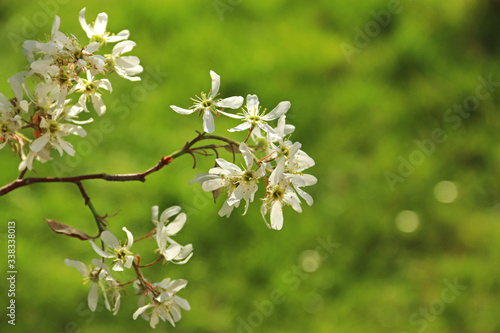 blooming branch of a serviceberry