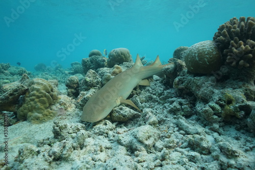Olympus TG5 wideangle shot of a resting nursing sharks at the Soneva Fushi house reef in the early morning 