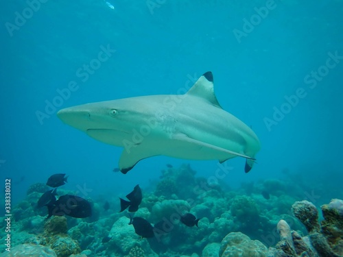 I got lucky when this beautiful female black tip reef shark was curiously and calmly coming very close  40cm  while I was freediving in shallow depths without moving at the house reef at soneva fushi.