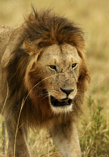 Fototapeta Naklejka Na Ścianę i Meble -  Lion king, Masai Mara
