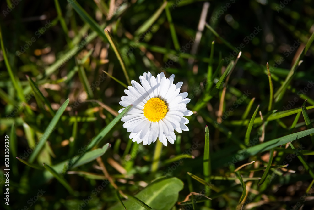 Daisy blooming flower on green meadow