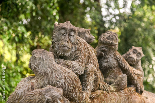 Forest of Monkeys in the city of Ubud on the island of Bali, Indonesia photo