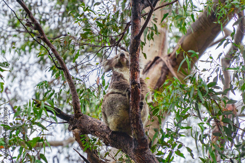 Fototapeta Naklejka Na Ścianę i Meble -  Cute Koala bear. Australian Koalas hanging in Eucalyptus tree branches. Close up of animal sitting, being lazy intrees. Rustic, dark, grey, green background.