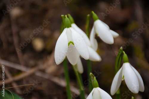 group of snowdrops