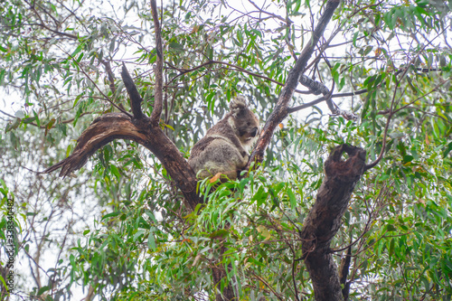 Photography Cute Koala bear