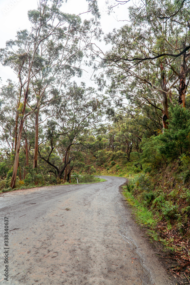 Fototapeta premium Woodland Forest trees with road winding through. Pathway with journey concept. Green trees, leaves foliage. Road trip through rows of tree trunks. Beautiful path. Great Ocean Road. Melbourne Australia