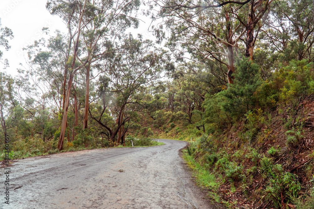 Obraz premium Woodland Forest trees with road winding through. Pathway with journey concept. Green trees, leaves foliage. Road trip through rows of tree trunks. Beautiful path. Great Ocean Road. Melbourne Australia