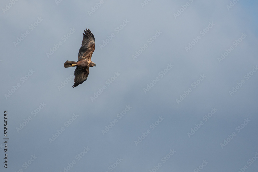 Fototapeta premium buzzard flies in the sky looking for prey