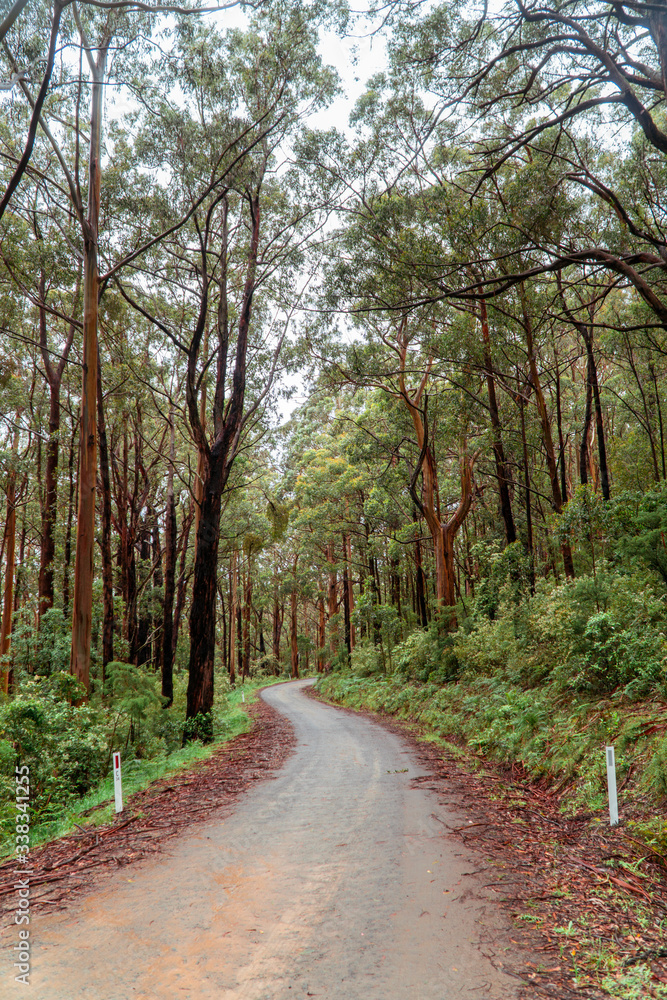 Woodland Forest trees with road winding through. Pathway with journey concept. Green trees, leaves foliage. Road trip through rows of tree trunks. Beautiful path. Great Ocean Road. Melbourne Australia Woodland Forest trees with road winding through. Pathway with journey concept. Green trees, leaves foliage. Road trip through rows of tree trunks. Beautiful path. Great Ocean Road. Melbourne Australia