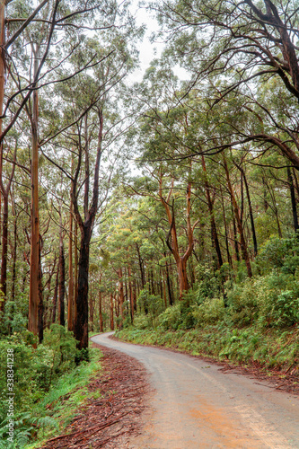 Woodland Forest trees with road winding through. Pathway with journey concept. Green trees, leaves foliage. Road trip through rows of tree trunks. Beautiful path. Great Ocean Road. Melbourne Australia
