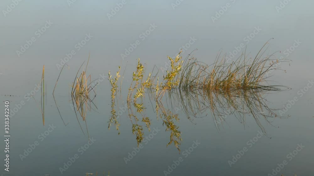 Tranquil scene with the reed on lake in the fog, 4k Tranquil scene with the reed on lake in the fog, 4k