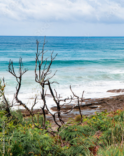 Tree branches with coastal background. Bare with no leaves, and blue sea. Driving through Great Ocean Road, Melbourne, Australia. Rocks, sand, mangroves, bushes, blue sky.  © Jam Travels