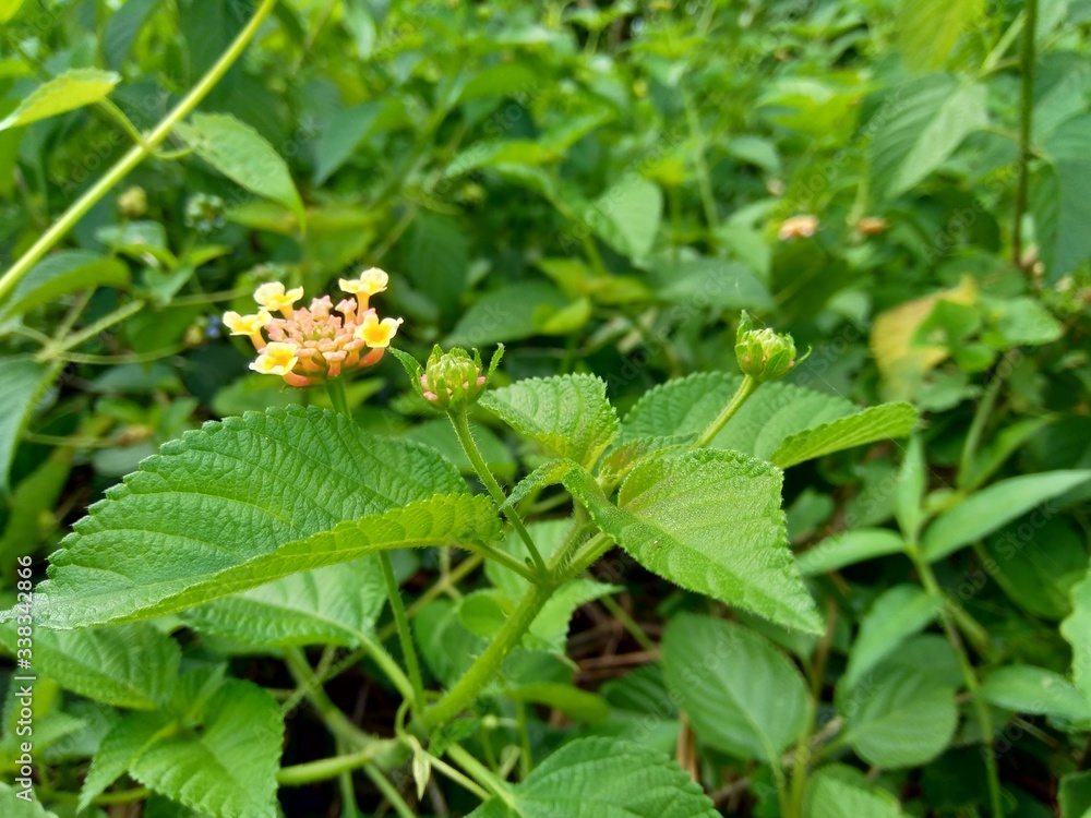 Lantana camara (common lantana, big sage, wild-sage, red sage, white sage, tick berry, West Indian lantana, umbelanterna) with natural backrgound Lantana camara (common lantana, big sage, wild-sage, red sage, white sage, tick berry, West Indian lantana, umbelanterna) with natural backrgound