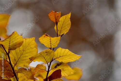 Ast mit herbstlich gefärbten Blättern in gelb und orange 